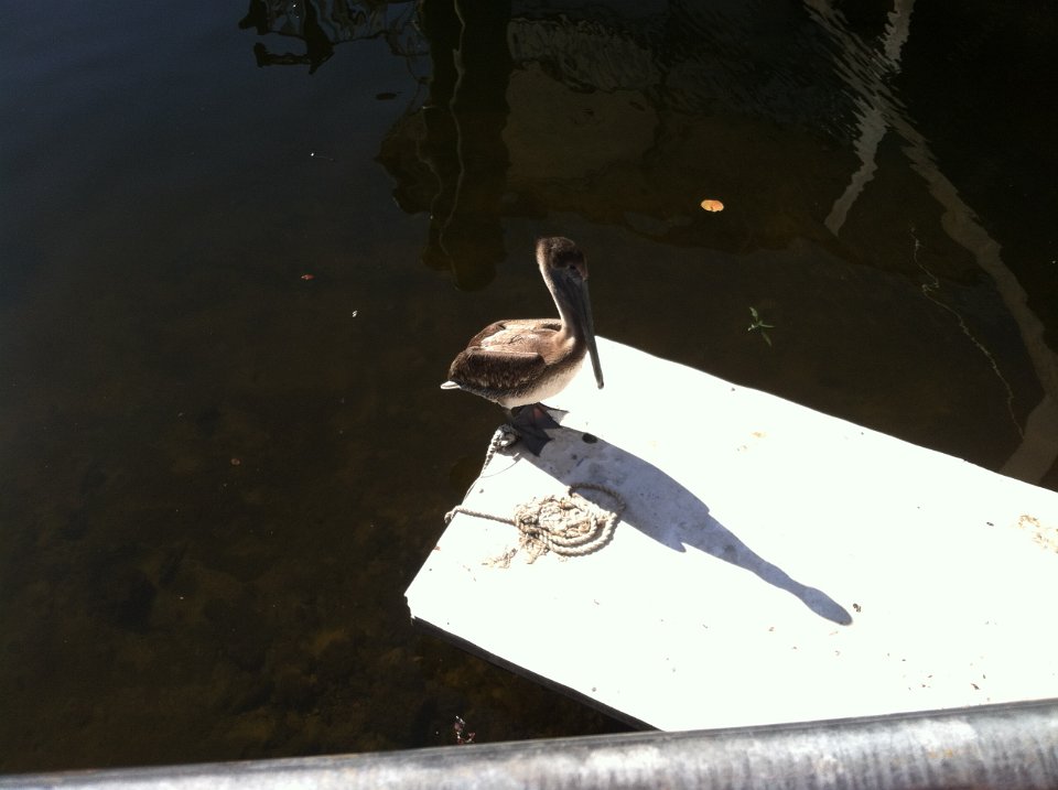 2016 Cruise Brendas Phone 05