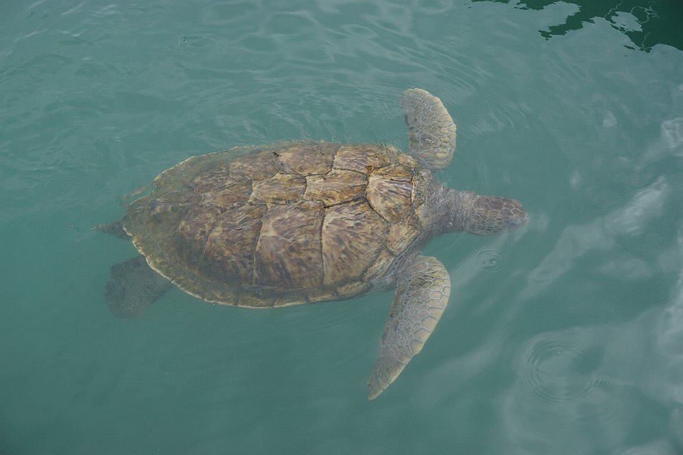 2016 Cruise Mark Camera 081