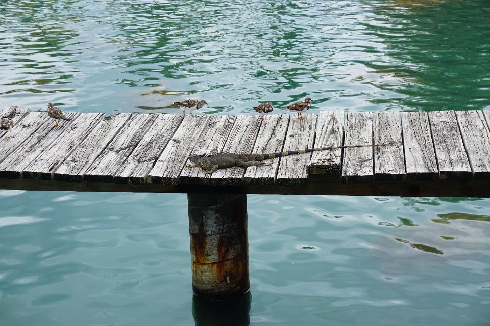 2016 Cruise Mark Camera 083