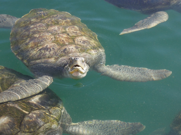 Turtle Farm Grand Cayman2