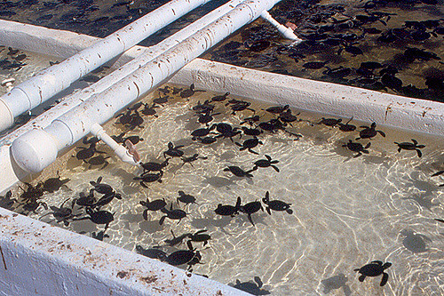 Turtle Farm Grand Cayman5