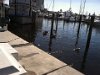 Pelicans at the marina next to Mike and Deb's hotel (Fort Lauderdale).