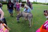 Pet donky at Pedro St. James on Grand Cayman.