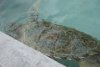 Big sea turtle at the Turtle Farm (Grand Cayman).