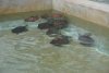 Young turtles in a separate tank at the Turtle Farm (Grand Cayman).