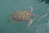 Big sea turtle at the Turtle Farm (Grand Cayman).