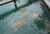 Big sea turtles at the Turtle Farm (Grand Cayman).