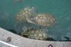 Big sea turtles at the Turtle Farm (Grand Cayman).