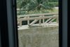 Iguana sunning itself on a bridge railing.  Didn't mind cars and busses going by (Grand Cayman).
