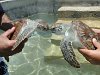Holding young turtles at the Turtle Farm (Grand Cayman).