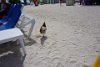 Free range rooster at CocoCay