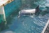 Dolphin at Blue Lagoon Island Bahamas