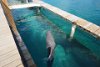 Dolphin at Blue Lagoon Island Bahamas