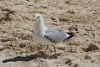 Bird at Blue Lagoon Island Bahamas