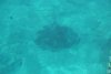 Stingray at Blue Lagoon Island Bahamas