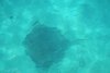 Stingray at Blue Lagoon Island Bahamas