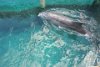 Dolphin at Blue Lagoon Island Bahamas
