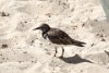 Bird at Blue Lagoon Island Bahamas