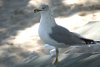 Bird at Blue Lagoon Island Bahamas