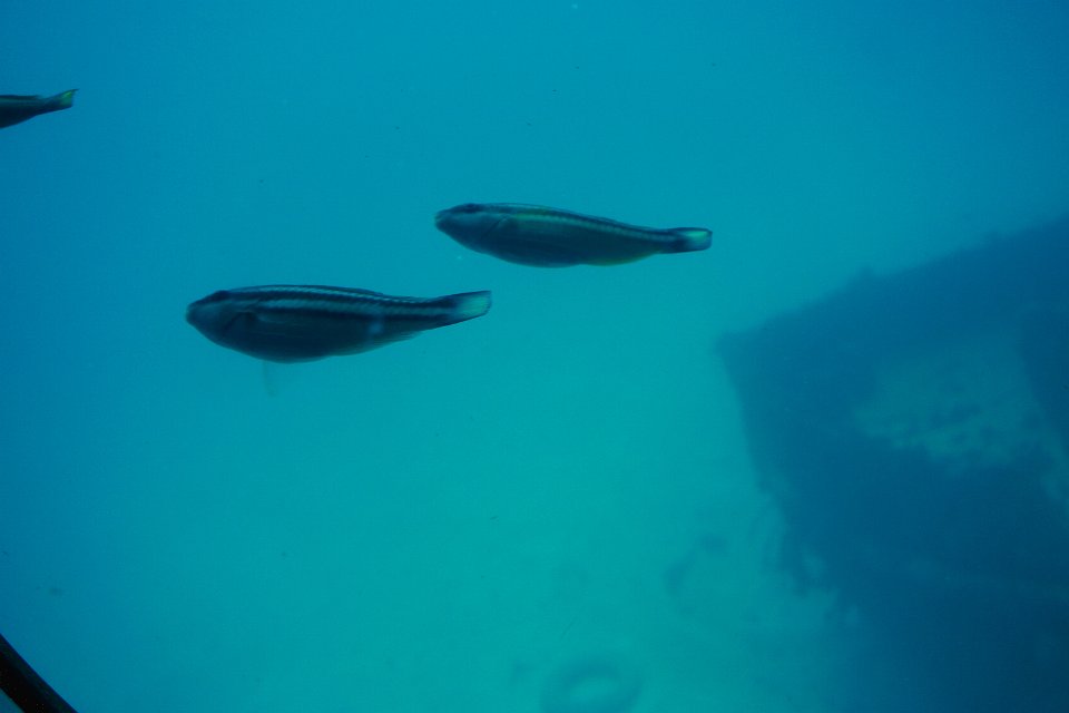 Dsc08518