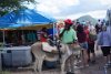 Donkeys and monkeys on St. Kitts bus tour.
