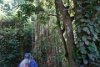 Banyan tree on St. Kitts.