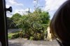 Tree in St. Lucia.  Can't recall what it's fruit is called but I think when it dries it is used for shakers in music bands.