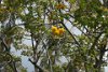 Only tree that produces a Rose is found on St. Lucia.