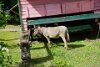 Donkey used to demonstrate how to press sugar cane (he was too stubborn and would not do it)