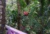 Some special and rare flower in St. Lucia (don't recall the name).