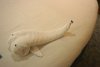 Back to room from St. Johns Antigua.  Nice whale towels.