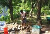 How to husk a coconut with a Spike, St. Lucia.