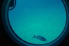 Submarine tour down to 150 ft, Barbados