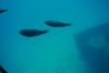 Submarine tour down to 150 ft, Barbados