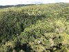 Lots of trees and vegitation on Kauai (The Garden Island)