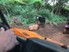 Cattle along the trail at Kipu Ranch