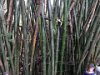 Bamboo at Kipu Ranch