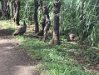 Peacocks along the trail at Kipu Ranch