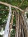 Banyan tree has extra roots that start in its branches and grow down towards the ground