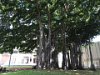 Banyan tree has extra roots that start in its branches and grow down towards the ground