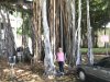 Banyan tree has extra roots that start in its branches and grow down towards the ground