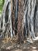 Banyan tree has extra roots that start in its branches and grow down towards the ground