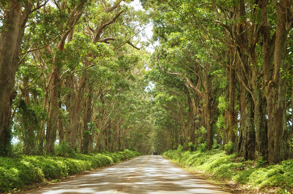 Tunnel of trees