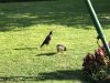 Birds on the grounds