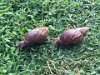 Snails the size of quarters grazing back at Point at Poipu