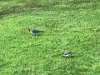 Birds on the grounds