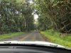 Tunnel of trees
