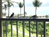 Birds on our room balcony railing