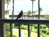 Bird on our room balcony railing