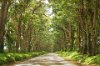 Tunnel of trees